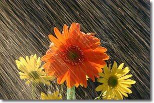 Rain